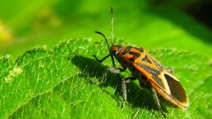 why are insects the most successful group of animals